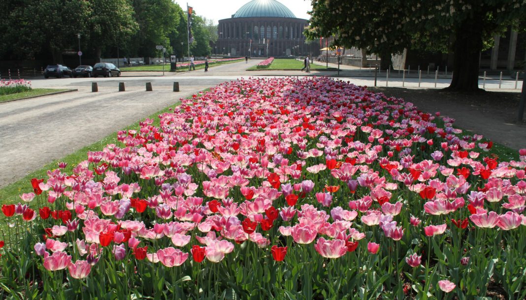 Düsseldorfs Gartenamt feiert 120 Jahre und steht vor neuen ökologischen Aufgaben