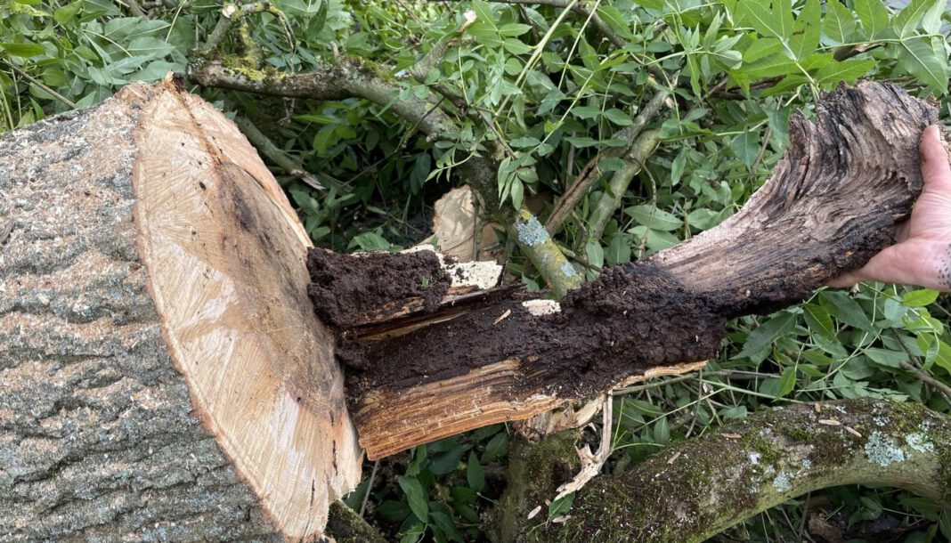 Elf Bäume in der Lessingstraße wegen Pilzbefall entfernt Elf Bäume in der Lessingstraße wegen Pilzbefall entfernt