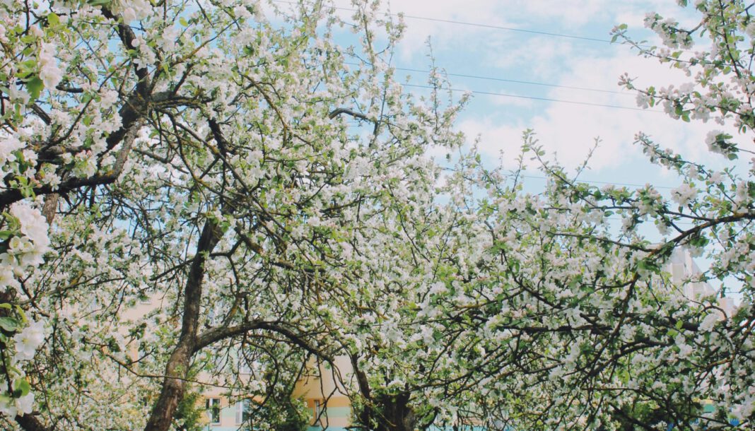 Frühling in Düsseldorf: Brut und Setzzeit macht Rücksicht in Parks notwendig