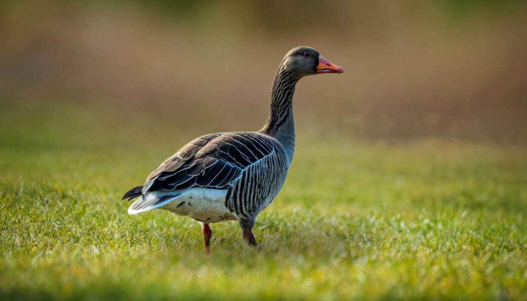 H5N1 in Düsseldorf: Virus bei toter Wildgans in Angermund bestätigt