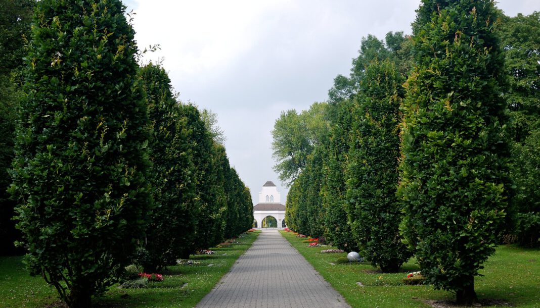 Mülheim pflanzt zwei Säuleneichen in Allee des Hauptfriedhofs nach Mülheim pflanzt zwei Säuleneichen in Allee des Hauptfriedhofs nach