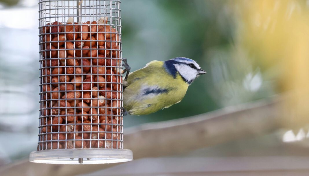Wann Winterfütterung von Vögeln sinnvoll ist und welche Regeln zu beachten sind Wann Winterfütterung von Vögeln sinnvoll ist und welche Regeln zu beachten sind